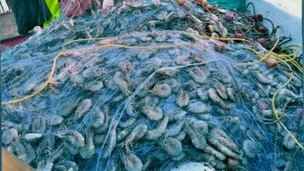 Veda de camarón en Sonora se levantará el 14 de septiembre