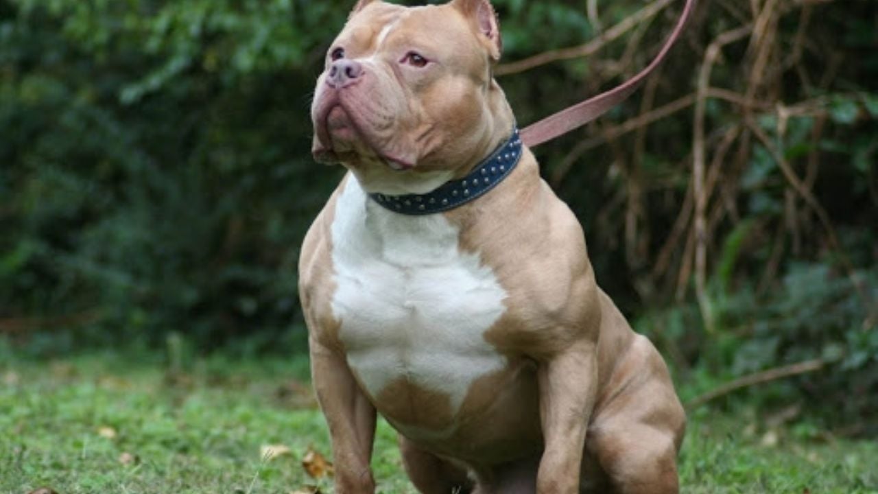 Perros pitbull: Expertos explican cuáles son los motivos de su comportamiento agresivo