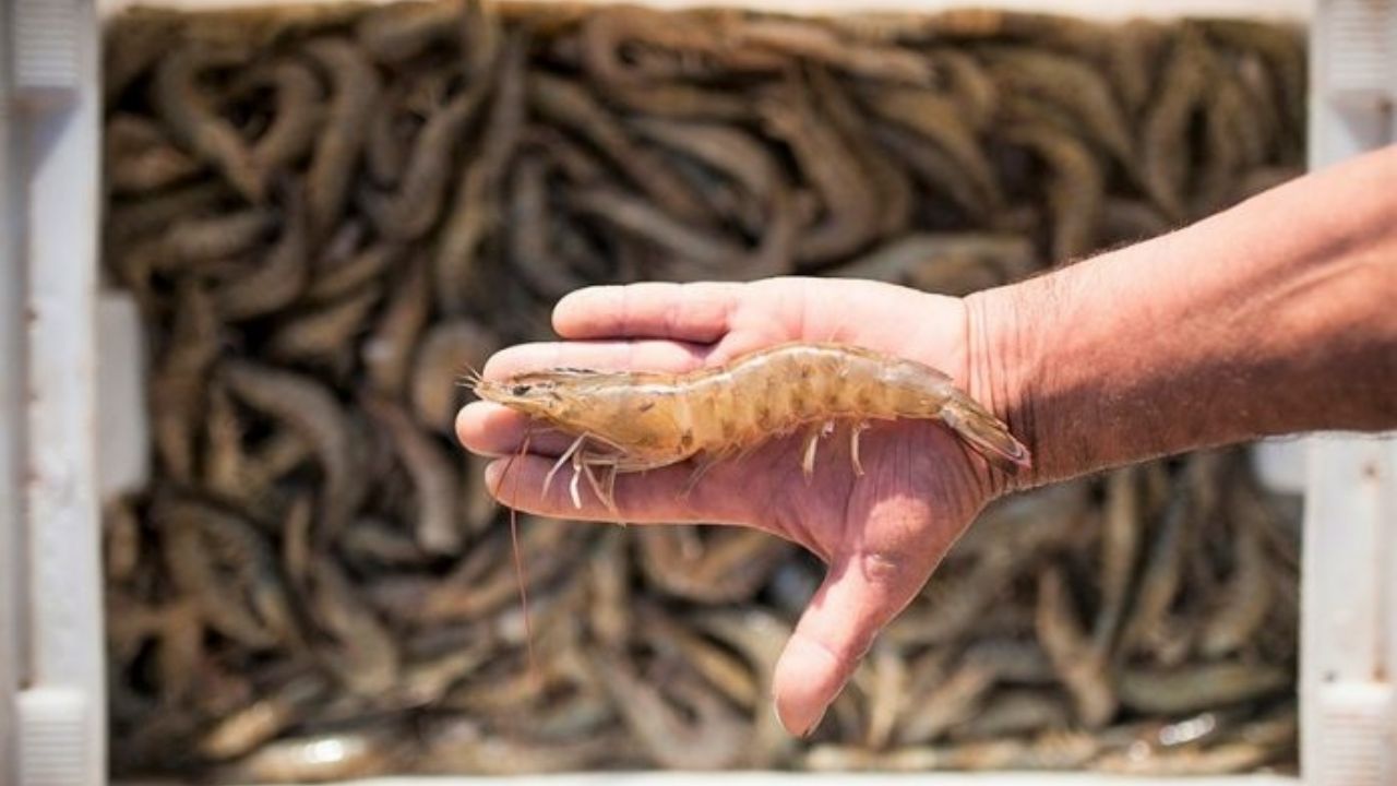 TLC con Ecuador, la quiebra para la industria camaronera sonorense