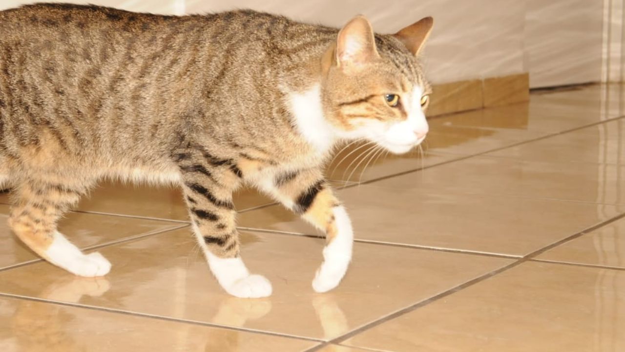 Se pondrá en operación la Patrulla de Protección Animal en Hermosillo