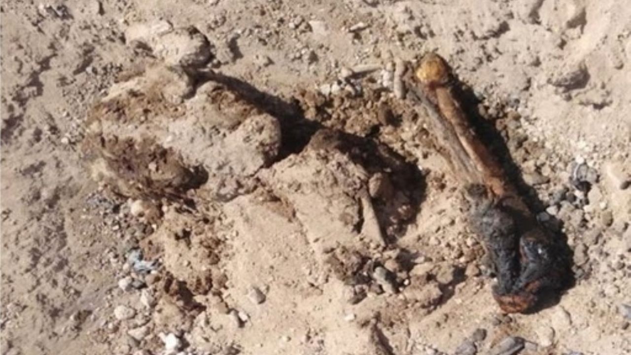 Nogales: Madres buscadoras y GN localizan 2 cuerpos completos en seis fosas