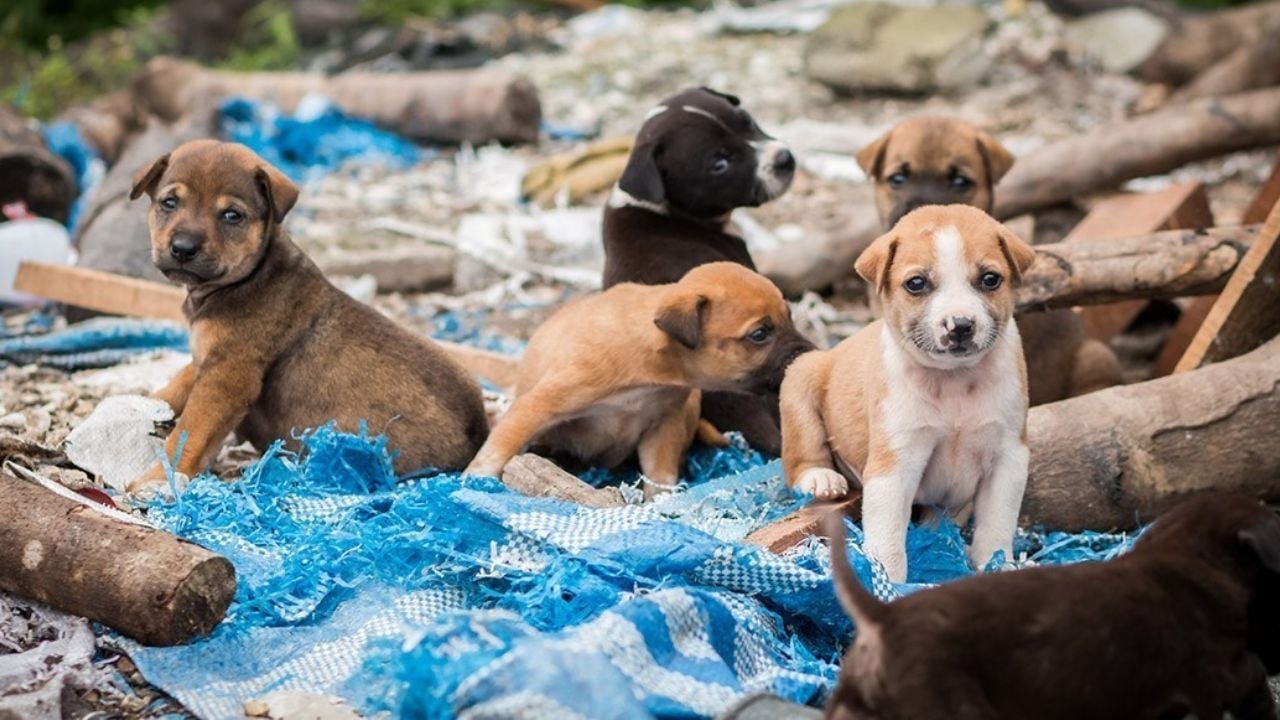 80% de los perros en México se encuentran en condición de calle; la raza es una de las causas