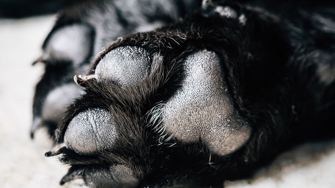 (VIDEO) ¡Indignante! Buscan a responsables de envenenar perros con salchichas