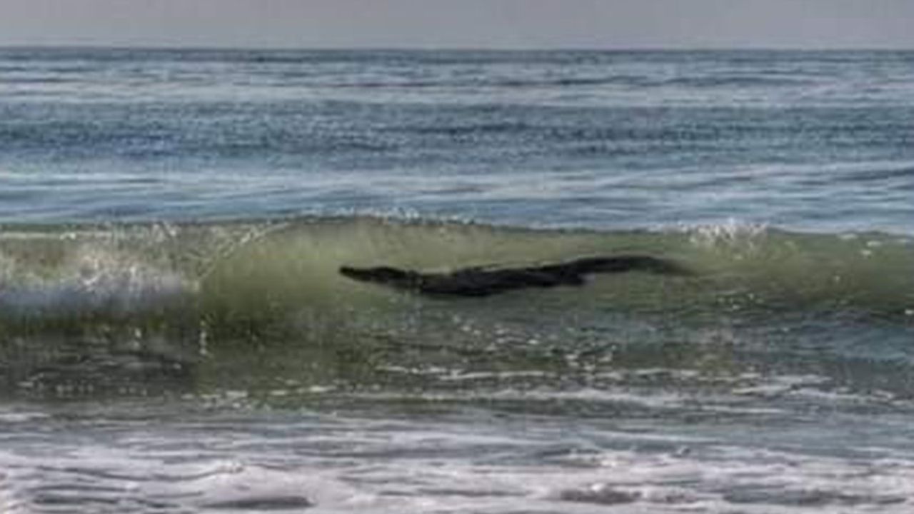 Autoridades alertan sobre playas de Acapulco: Cocodrilo amenaza en las orillas del mar