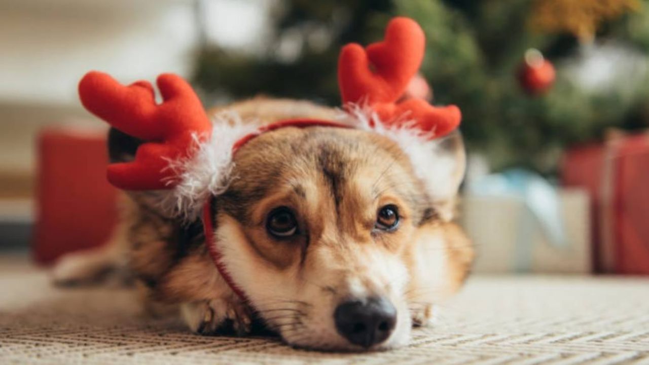 La pirotecnia afecta a los perros y esto se puede hacer para evitarles la molestia