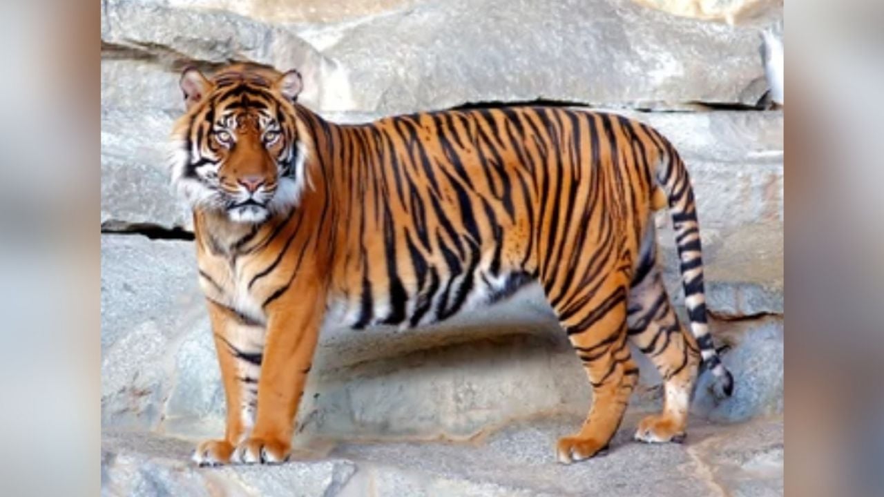 VIDEO: Tigre ataca ferozmente a su domador en pleno espectáculo de circo