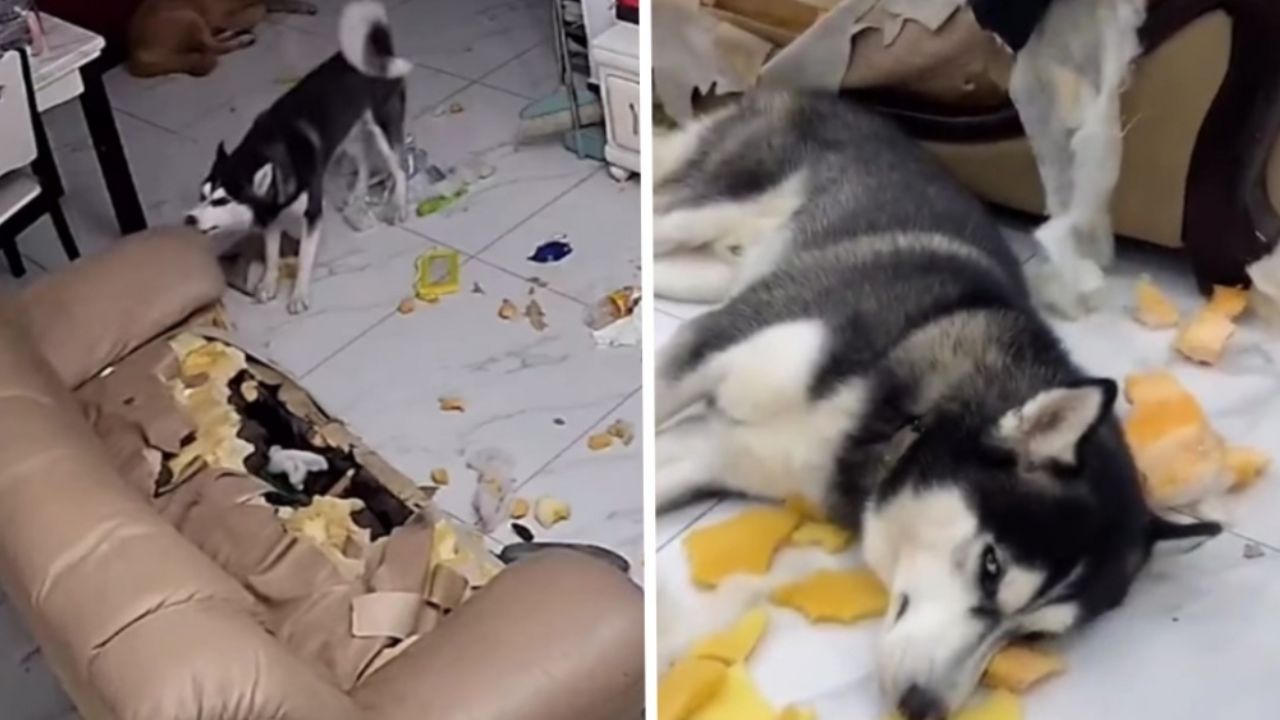 Explosión de ternura: Perro destroza sofá y conmueve con su reacción al ser ‘atrapado’