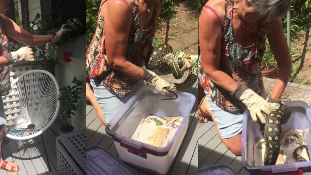 VIDEO: Mujer arriesga su vida para proteger a su familia de una anaconda de 3 metros