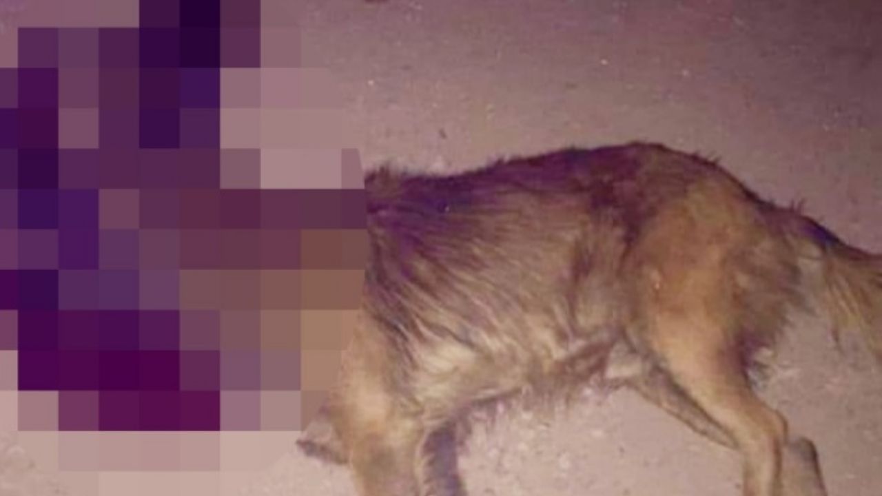 Cajeme: Jóvenes provocan muerte de un perrito al arrojarle un ‘cañón’