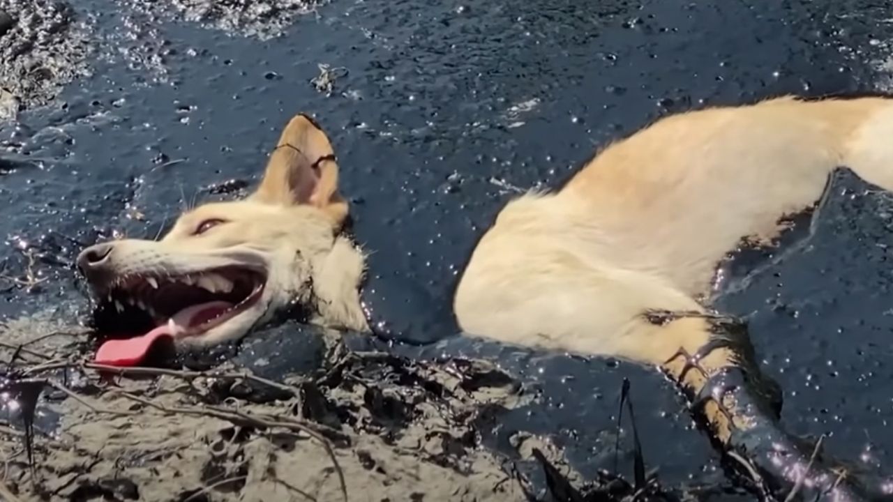 Angustiante momento: Perrita callejera queda atrapada en charco de caucho fundido