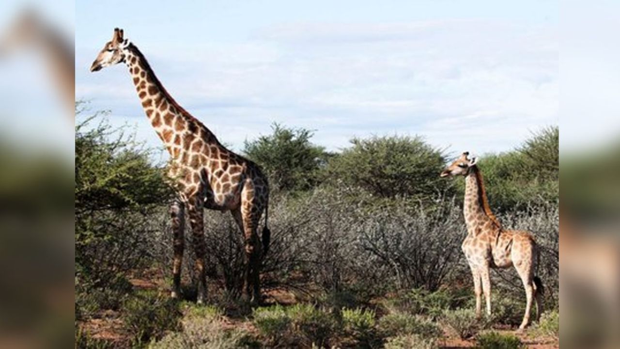 Investigadores descubren jirafas enanas en África; miden solo dos metros