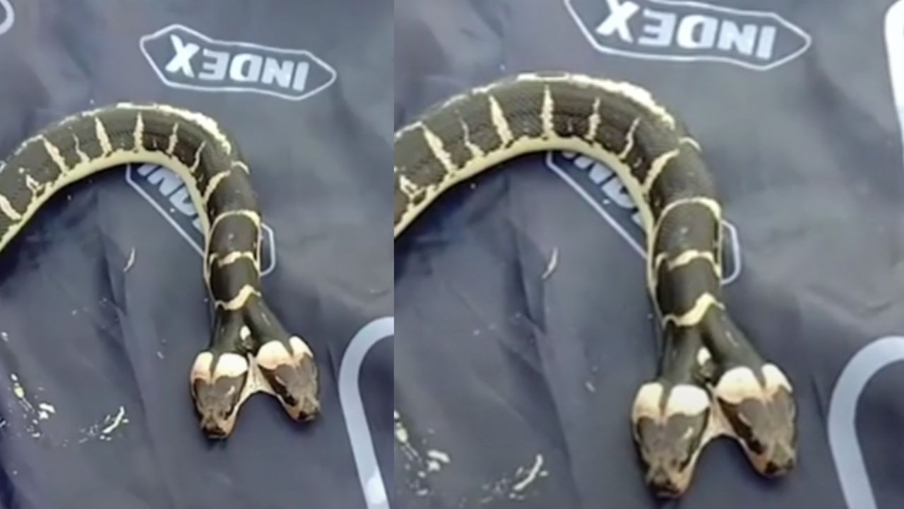 Familia en Tailandia recibe tremendo susto al encontrarse con serpiente de dos cabezas