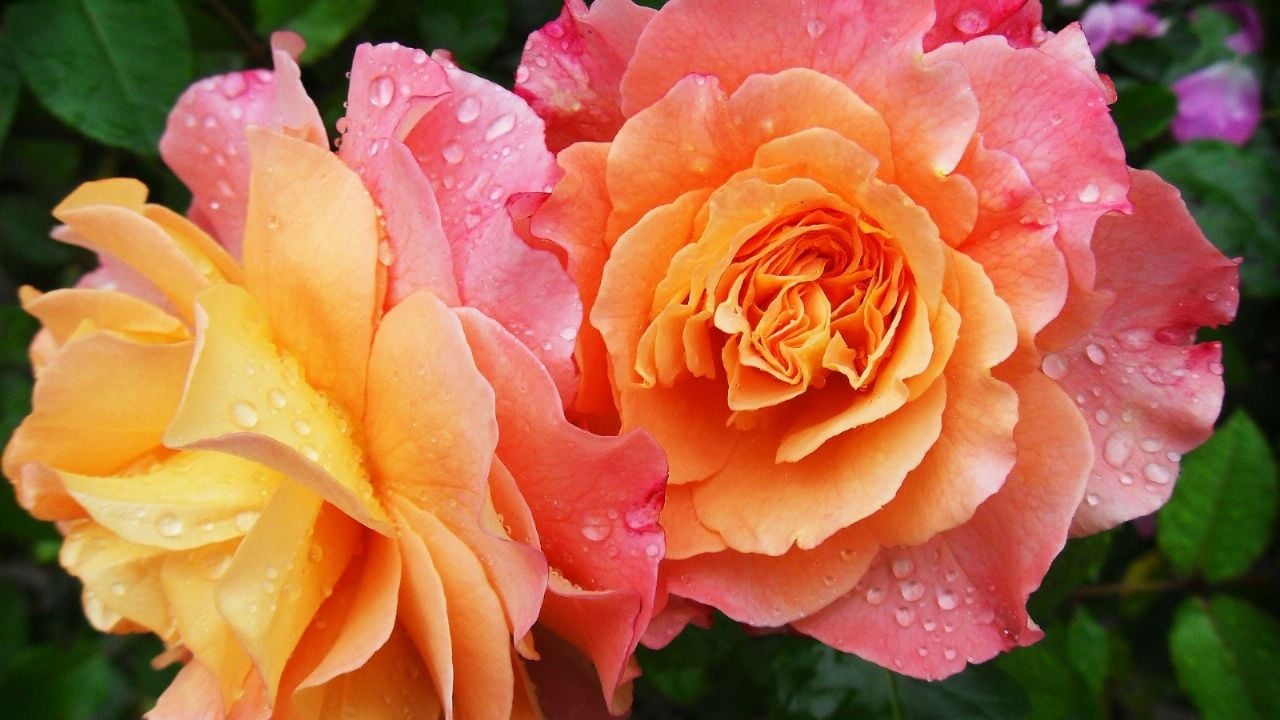 ¡Rosas y amapolas! Conoce algunas canciones de amor o tristeza inspiradas en flores