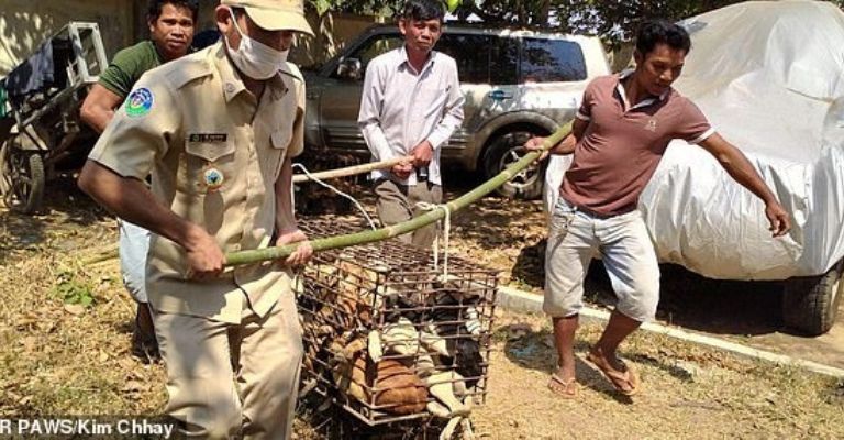 Autoridades de Camboya rescataron a 61 perros