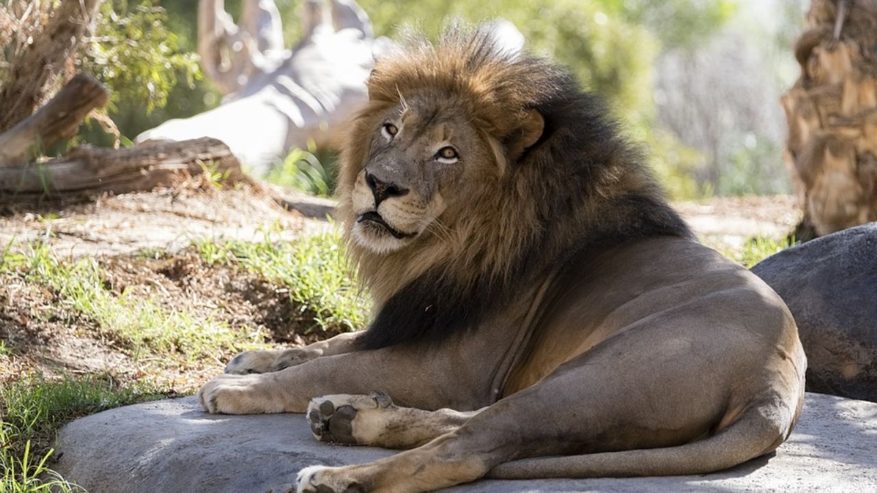 CDMX: Profepa incinera al león encontrado muerto en la vía pública; “era un perro”, según vecinos