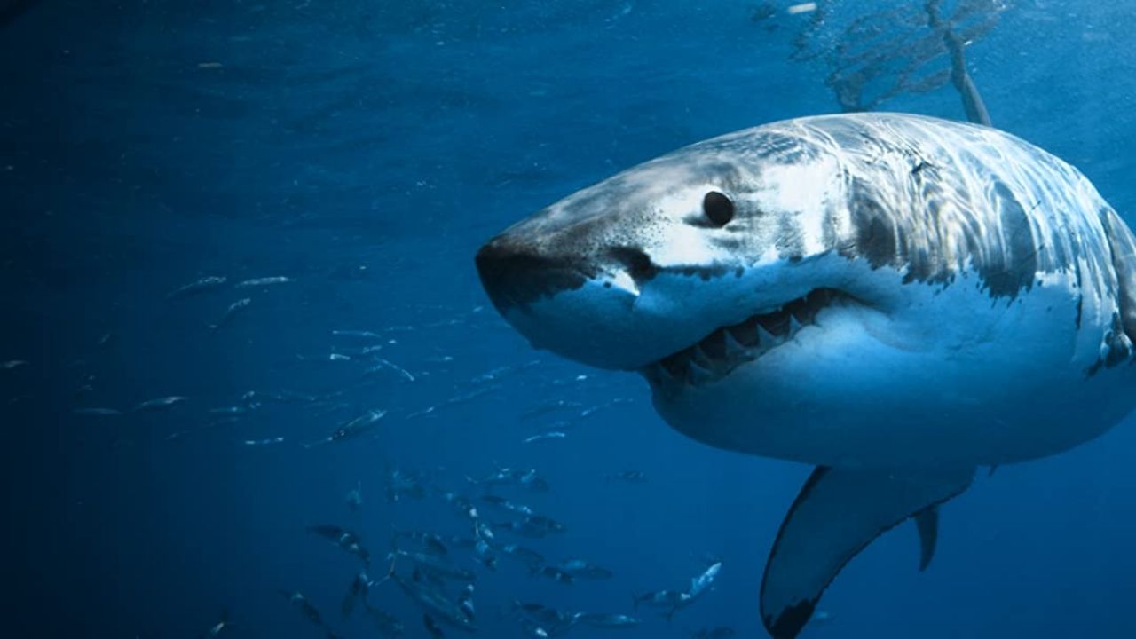 Tiburón blanco asesina a un surfista en Australia