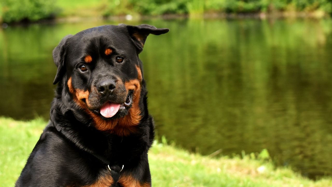 Acusan a una mujer por tener relaciones con un perro rottweiler