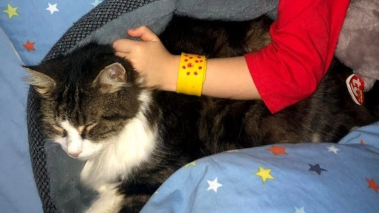 ¡Sí tienen 7 vidas! Gato vuelve a casa después de que su familia creyera que lo incineraron