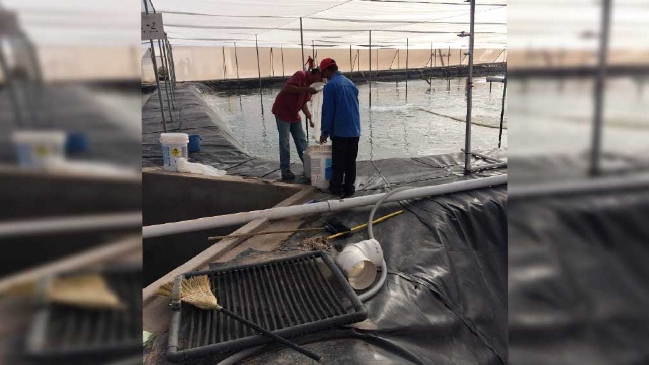 Comienza la cosecha de camarón para los productores de acuacultura en Sonora