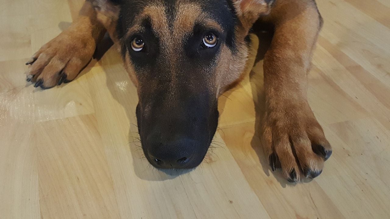 VIDEO: ¿Crueldad animal? Arrojan a un perro desde un avión a 3 mil 962 metros de altura