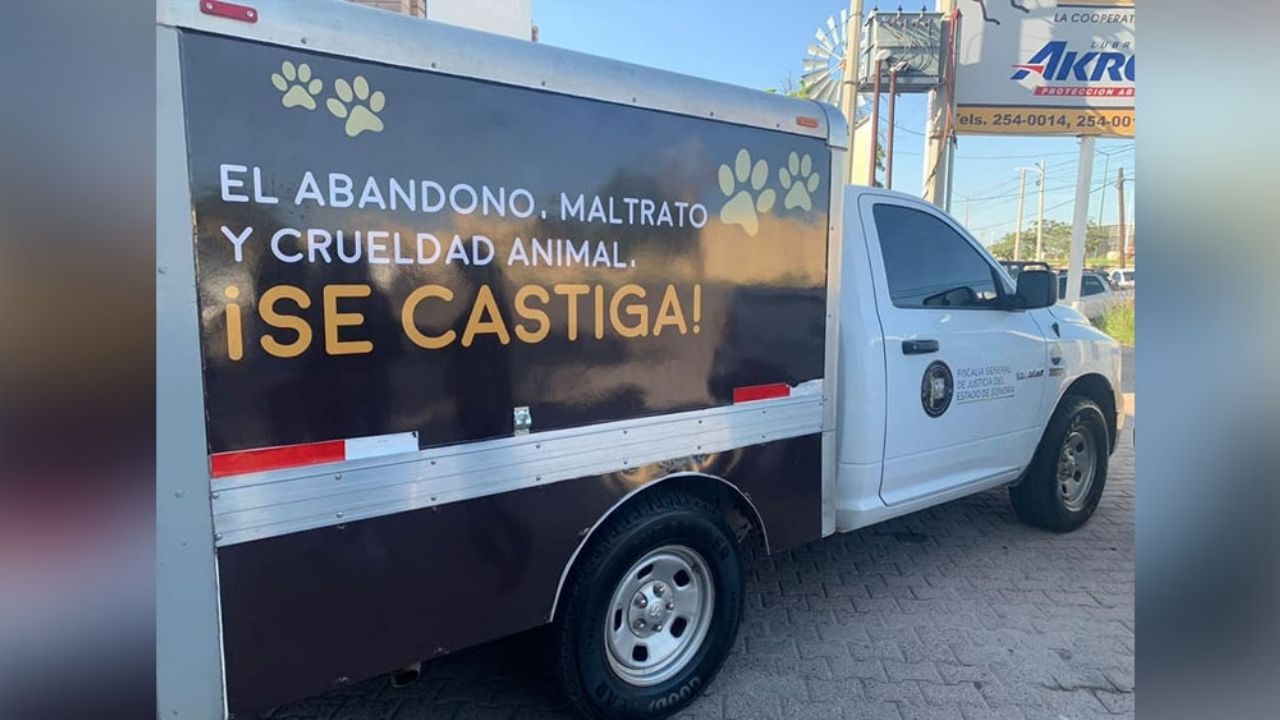 Rescatistas califican de “urgente” que Cajeme tenga un Modelo de Atención por Crueldad Animal
