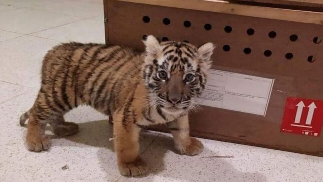 Cachorro de tigre de bengala es asegurado en Aeropuerto de Mérida; se dirigía a la CDMX
