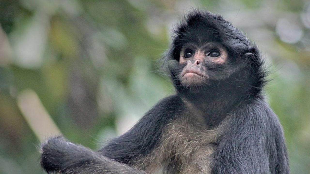 Mono disfrazado de sicario muere en fuego cruzado entre delincuentes y agentes de la Policía