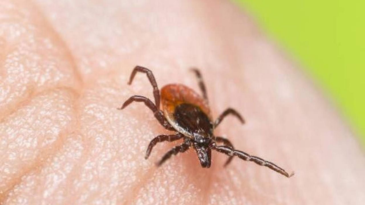 Sonora sigue líder en muertes por rickettsia en México; se acumulan 38, confirma SSA