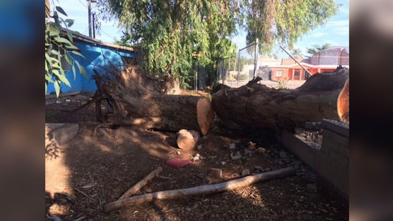 Tronco sigue sin ser retirado en escuela de la comisaría de Cócorit