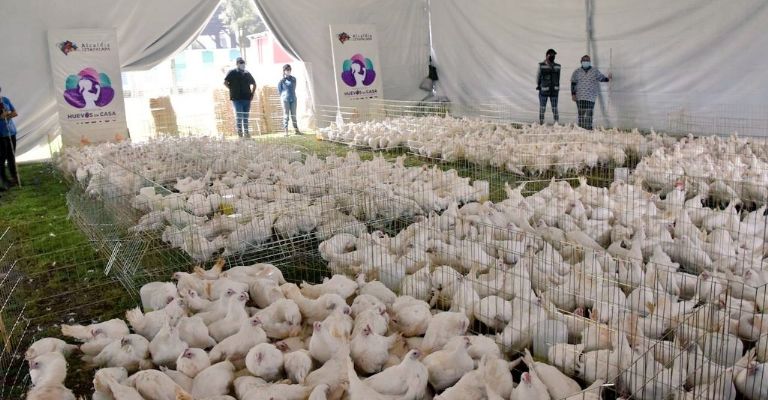 gallinas ponedoras iztapalapa