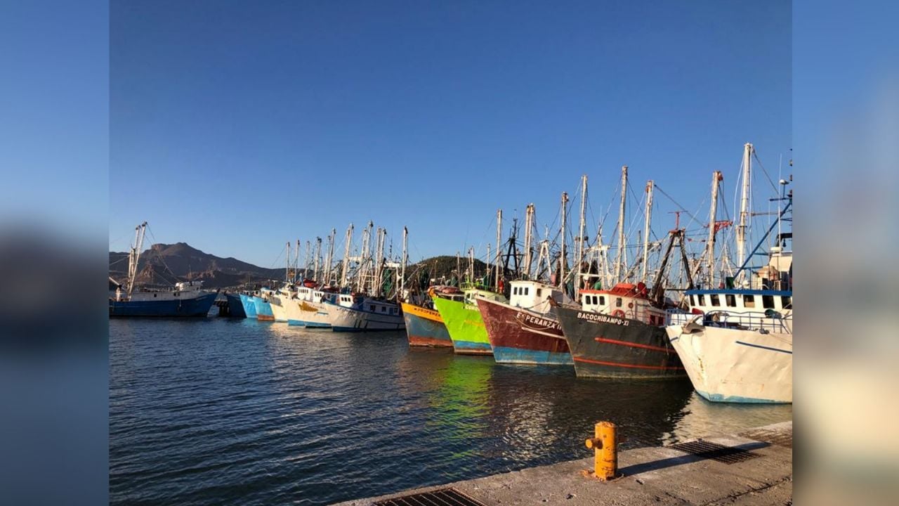 Sonora: ‘Zarparán’ 90 barcos camaroneros de Guaymas; arrancan temporada