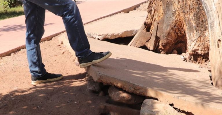 Árbol decorativo en Cócorit se mantiene como un riesgo
