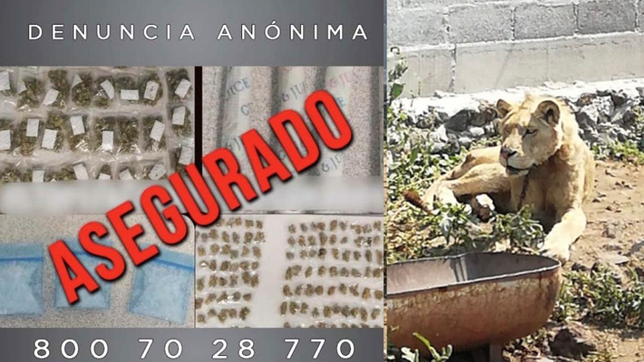 Aseguran 433 envoltorios de drogas, armas de fuego y un león en Edomex; hay un detenido