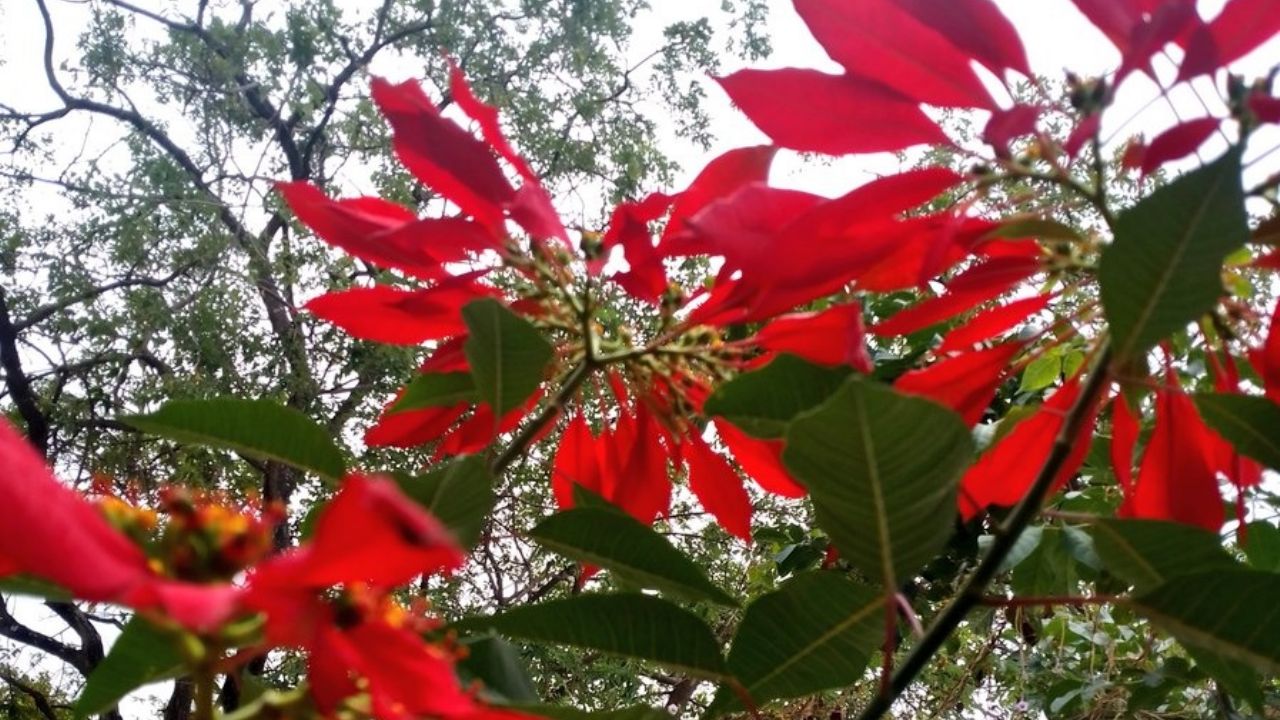 En estos sitios puedes encontrar flores de Nochebuena en la Ciudad de México