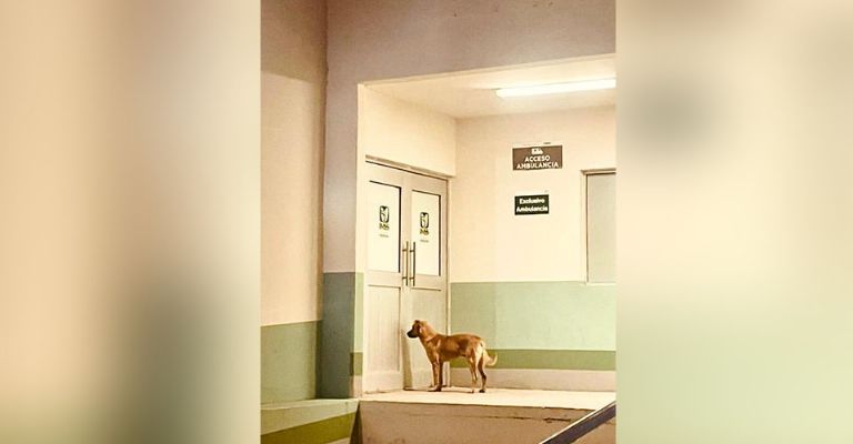 Tras la desaparición de 'Don Goyo', 'El Palomo' apoya a autoridades para localizar a su amo