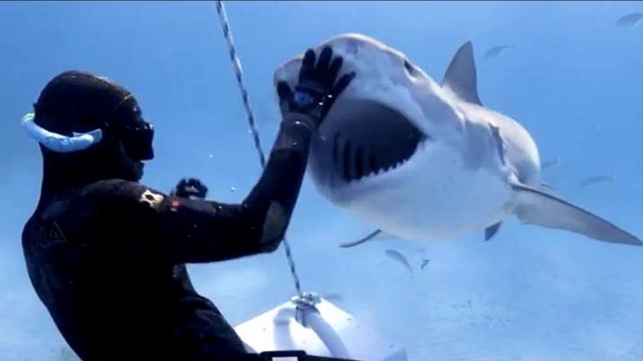 Alerta en Sonora: Ataque de tiburón en Huatabampo deja un muerto; prohíben pesca de buceo