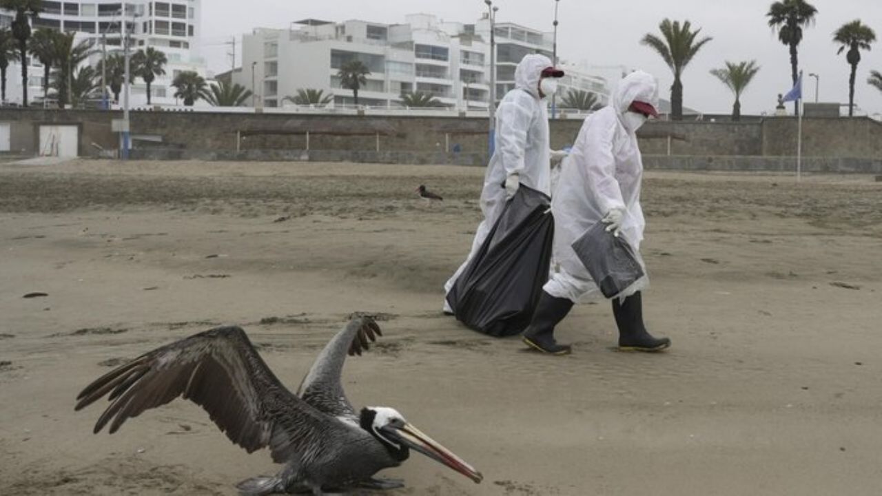 OMS advierte sobre otra pandemia: Gripe aviar afectaría también a los mamíferos
