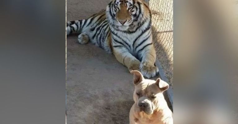 Roban tigre de bengala en Hermosillo