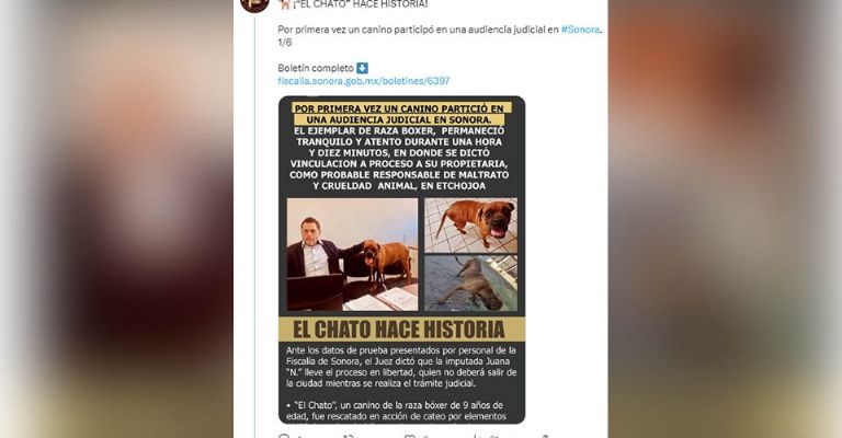 'El Chato' pasa a la historia: Perro participa en audiencia Judicial en Sonora