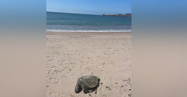 Fauna marina 'amenazada' en Guaymas; delfín y tortuga aparecen muertas