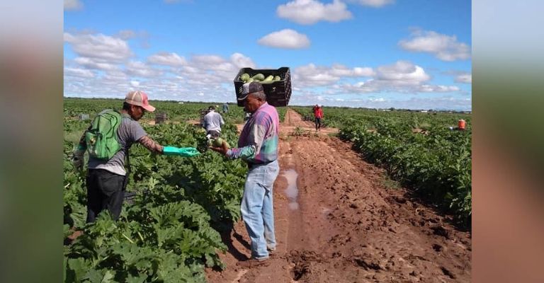 Jornaleros agrícolas van por derechos sindicales y laborales, advierte el Sindicato