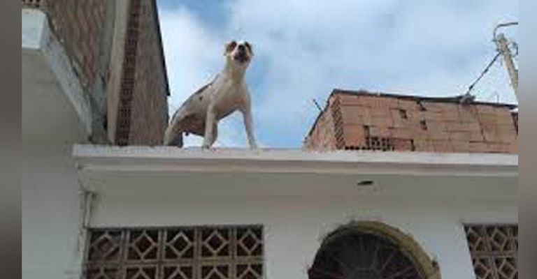 Registro de maltrato animal incrementa en el municipio de Cajeme