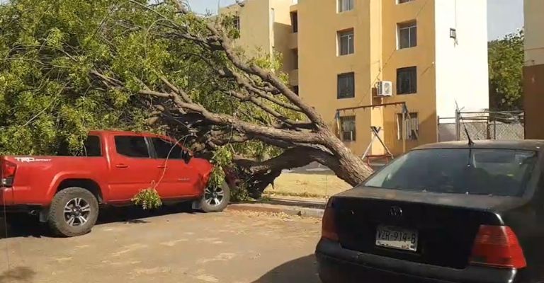 Fuerte aire derriba árbol desde la raíz y daña a dos automóviles y cableado en Ciudad Obregón