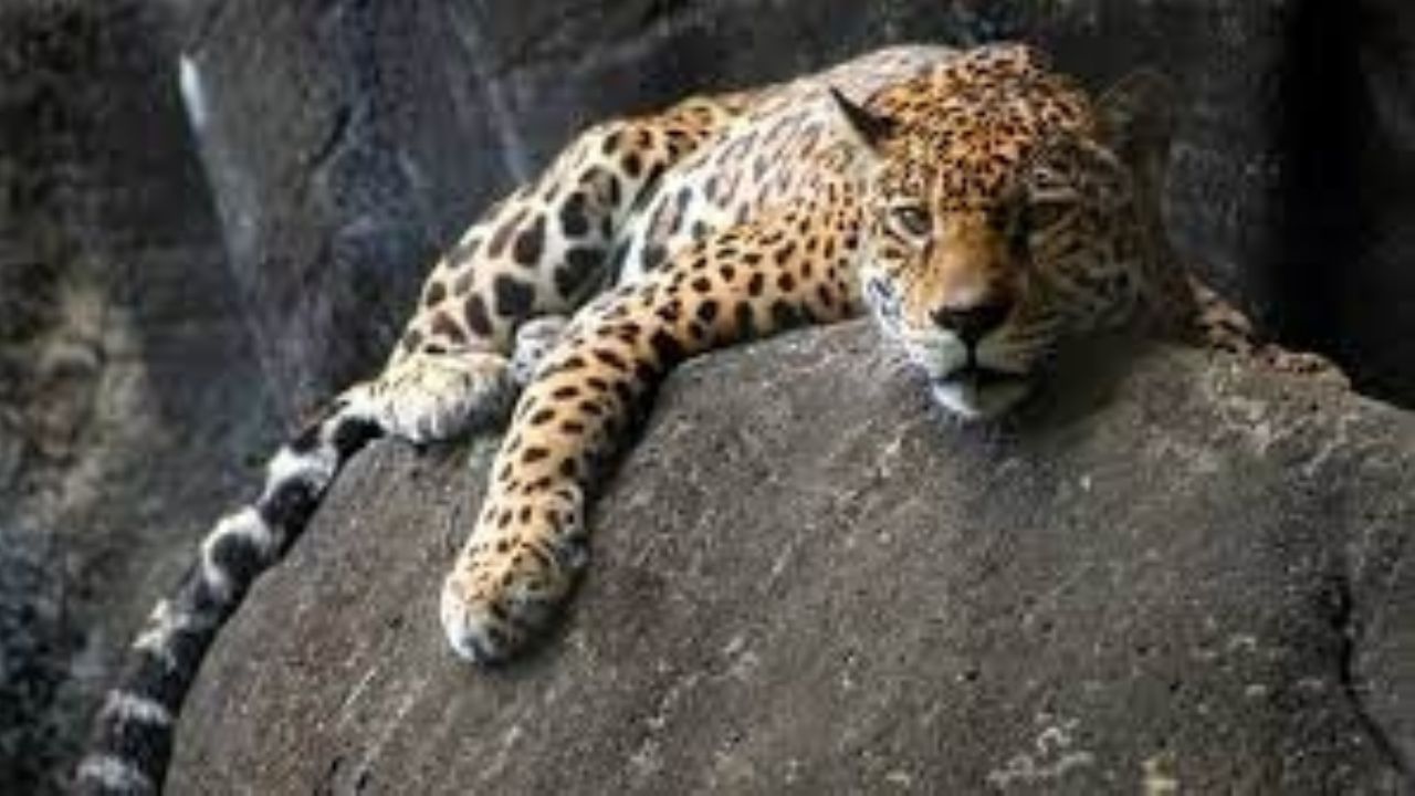 (IMAGEN) Sonora: Jaguar desciende de sierra en Álamos rumbo al Parque La Colorada; buscaba agua