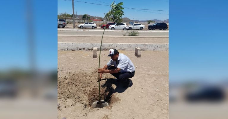 Ecología Municipal realiza jornada de forestación en espacios públicos de Empalme, Sonora