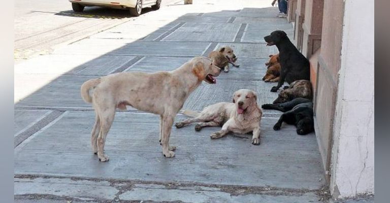 Esterilización es la opción para evitar la presencia de caninos callejeros