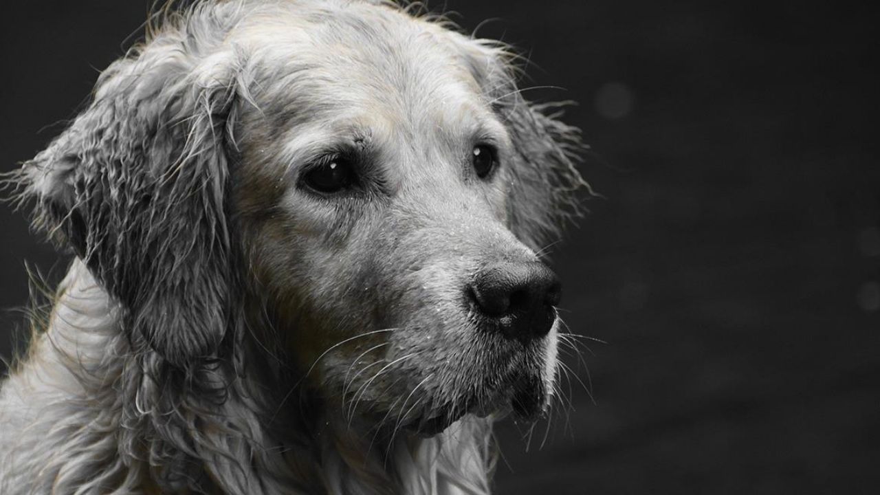 Domingo Rodríguez es arrestado por matar a su perro