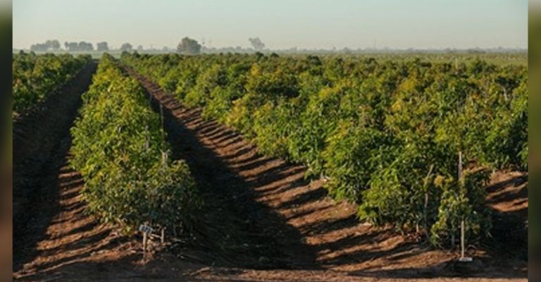 Ante la falta de reuniones, falla reconversión de cultivos en Valle del Yaqui