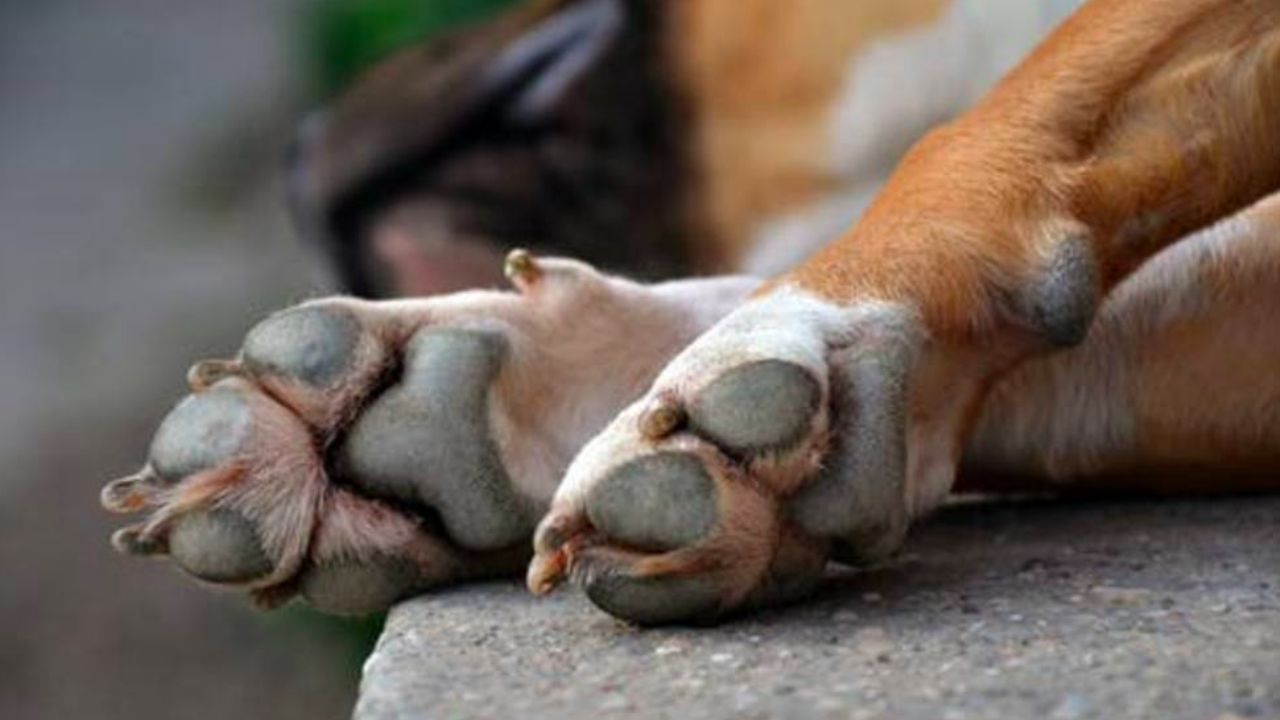 Detienen a mujer por vender carne de perro en Puebla