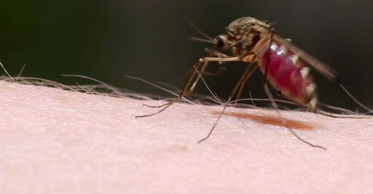 El mosquito tigre sería portador del virus